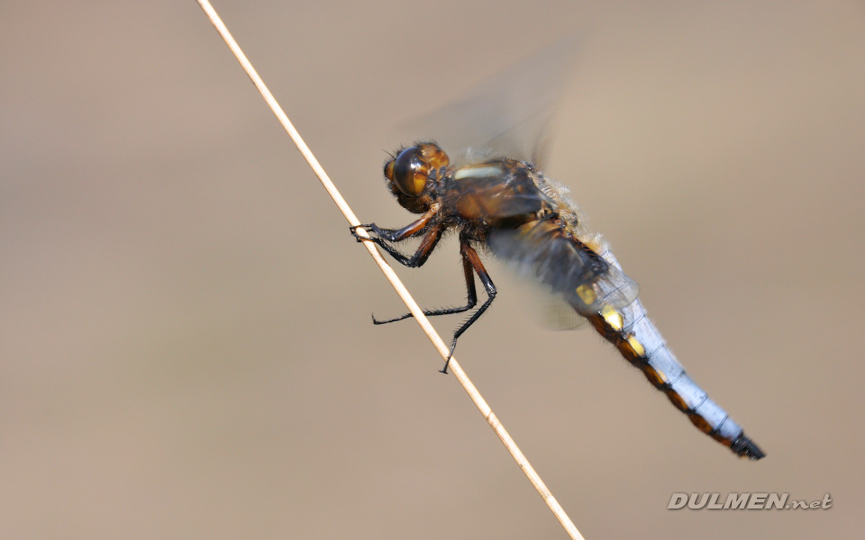 Broad-bodied Chaser (Male, Libellula depressa)